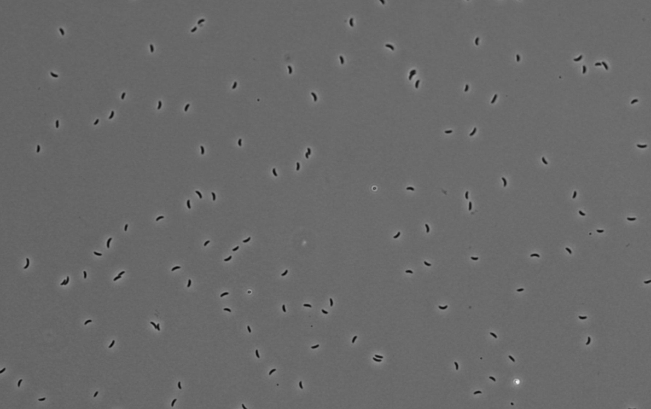 Example of the bacteria in the DIC channel